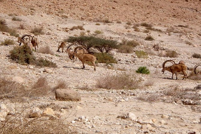 4WD Masada Ein Gedi Judea desert Dead Sea adventure 4x4 Tour. - Masada National Park: cable car up, ruins down on foot