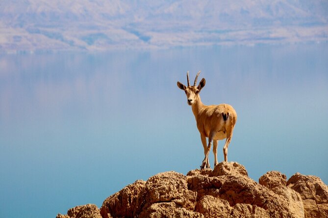 Desert Safari and Dead Sea Day Trip from Jerusalem - Who Should Book This, and Who Might Want Another Option