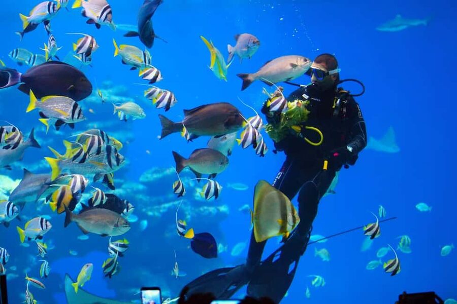 Eilat: Intro to Diving with Certified Instructor - Aqua Star on South Beach: Where your one-hour plan starts