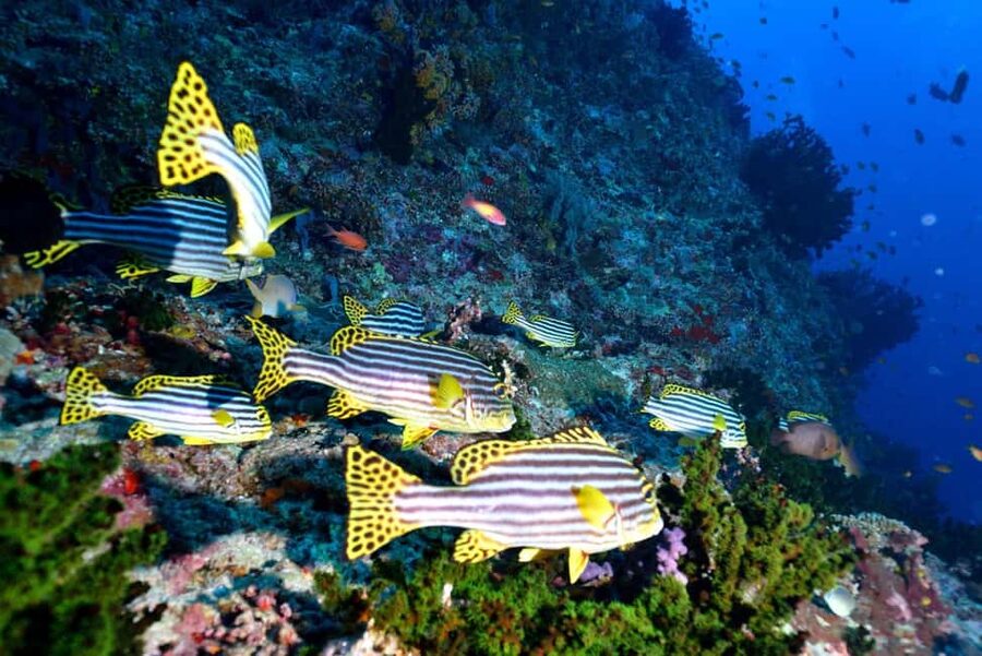 Eilat: Intro to Diving with Certified Instructor - What you’ll see: Coral reefs and colorful marine life