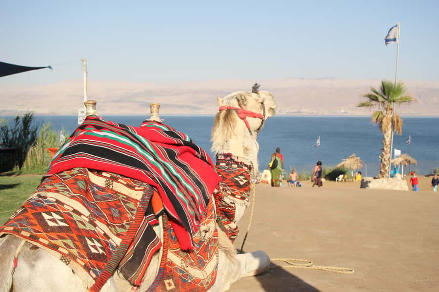 From Tel Aviv: Dead Sea Self-Guided Chill-Out Day Trip - Self-guided healing time: floating, mud masks, and how to pace 7 hours