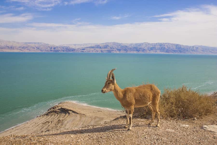 From Tel Aviv: Dead Sea Visit & Desert Safari - Dragot cliffs and Murbaat caves: extra viewpoint stops that pay off