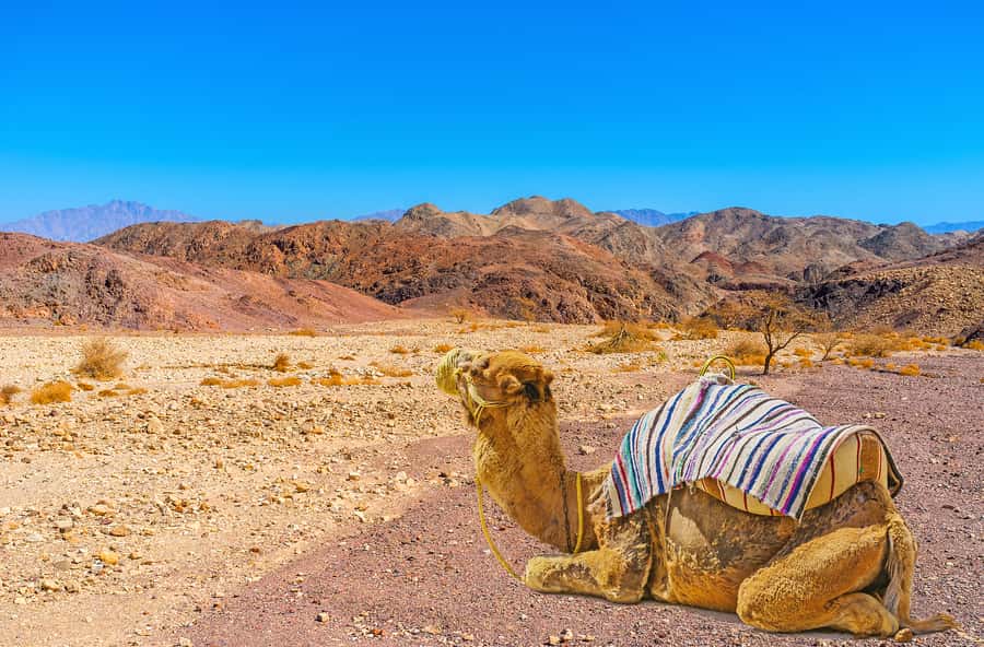 From Tel Aviv: Dead Sea Visit & Desert Safari - Who should book this, and who should pass