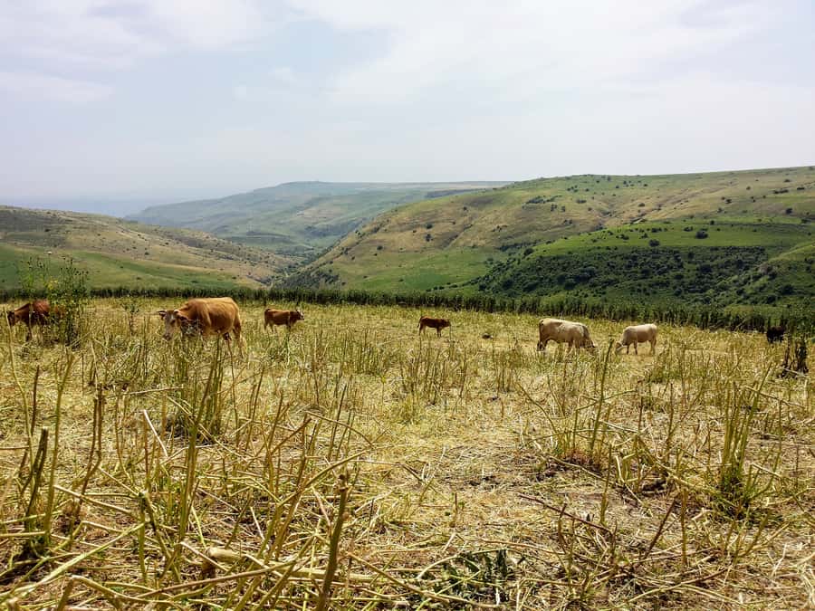 From Tel Aviv: Golan Heights Tour - Jordan River Crossing Area: A Strategic Starting Point
