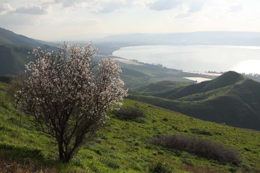 From Tel Aviv: Magdala, Mount of Beatitudes, and Cana Tour - Key Things That Make This Tour Worth Your Time