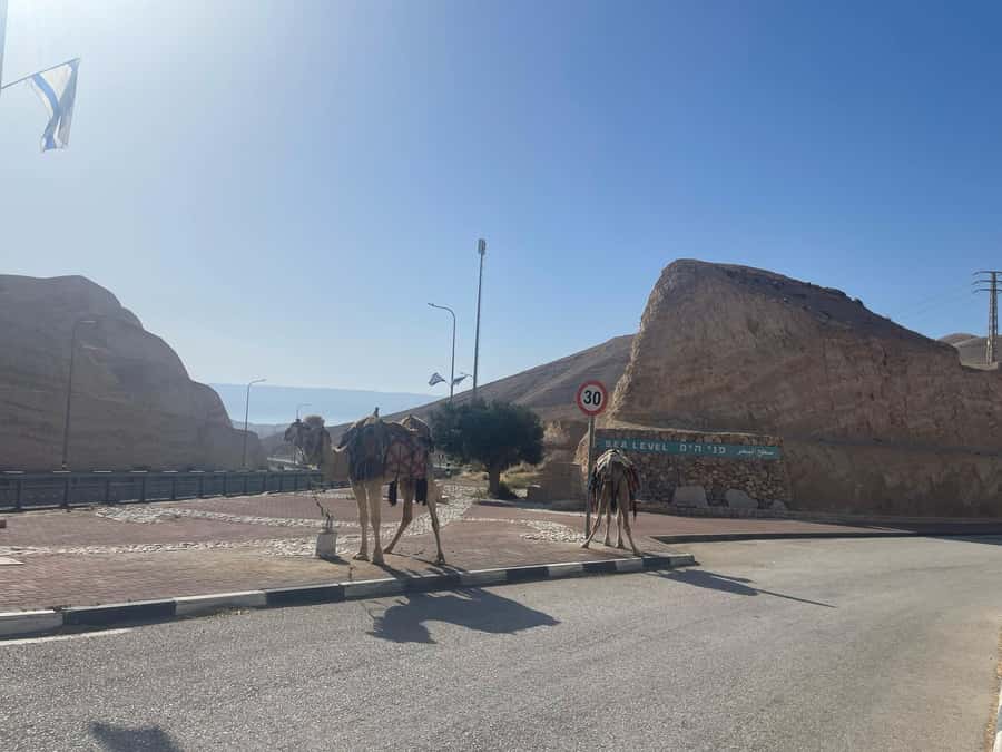 From Tel Aviv: Masada &Dead Sea Tour INCLUDING ENTRANCE FEES - Dead Sea floating and mud: the part you’ll talk about later