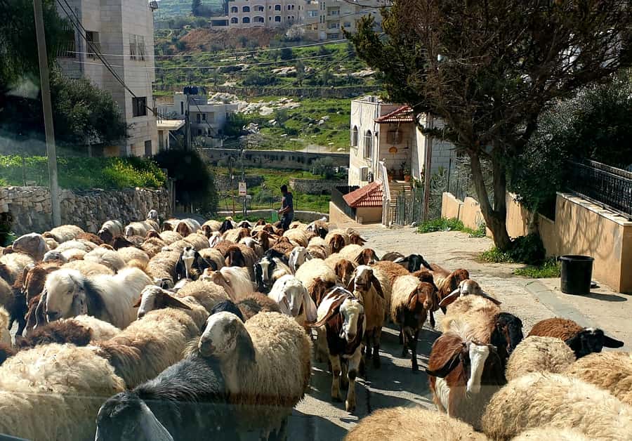 Jerusalem, Bethlehem, & Dead Sea Private Tour - A Private Day Linking Jerusalem, Bethlehem, and the Dead Sea