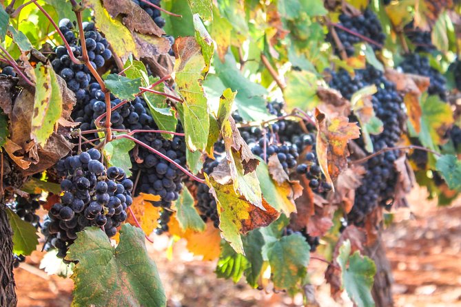 kosher Israel wine tour - Quick hits before you go