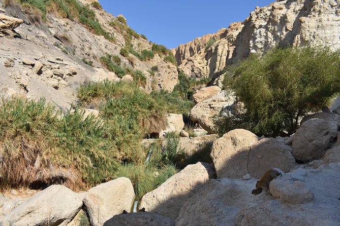 Masada, Ein Gedi, and The Dead Sea from Tel Aviv - Should you book this tour?