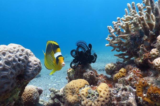 PADI Open Water Diver Course - 5 Days Scuba Diving - Why Eilat is a strong choice for your Open Water certification