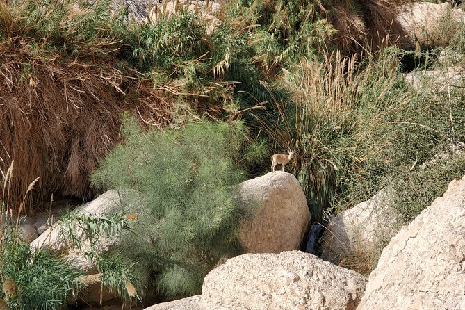 Private Day Tour in Masada and the Dead Sea - Stop 1: Ein Gedi Waterfall, year-round water in the desert
