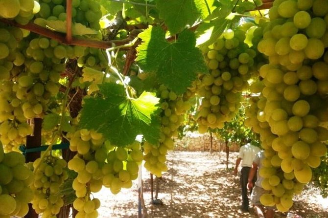 Private Israeli Wines Tour of the Central Israel - Key points you should know before you go
