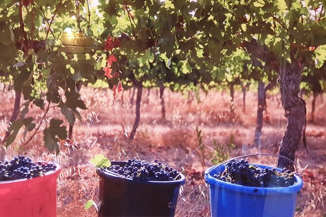 Private Israeli Wines Tour of the Central Israel - What to expect from the wineries, and how to get more from each tasting