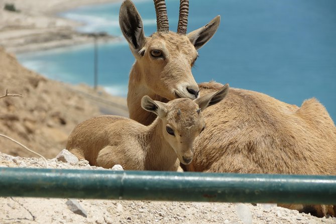 Private Tour: Dead Sea and Masada - Masada National Park: Herod’s Desert Fortress and the 73 CE Ending
