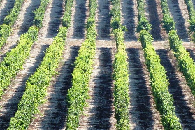 Private wine tour of Northern Israel - Stop-by-Stop: Galilee Winery Time and the Carmel Area Near Zichron Yaakov