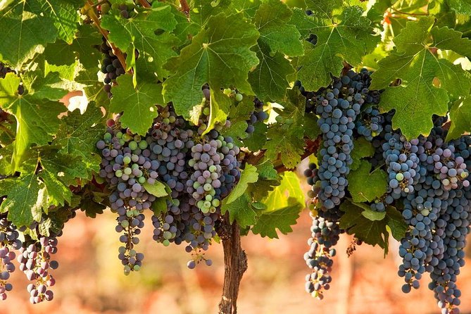 Private wine tour of Northern Israel - Tastings, Wine-Buying, and How to Keep It Fun