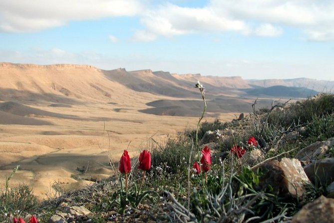 Ramon Crater Jeep Tour from Mitzpe Ramon - Price and value: $295 per group up to 6