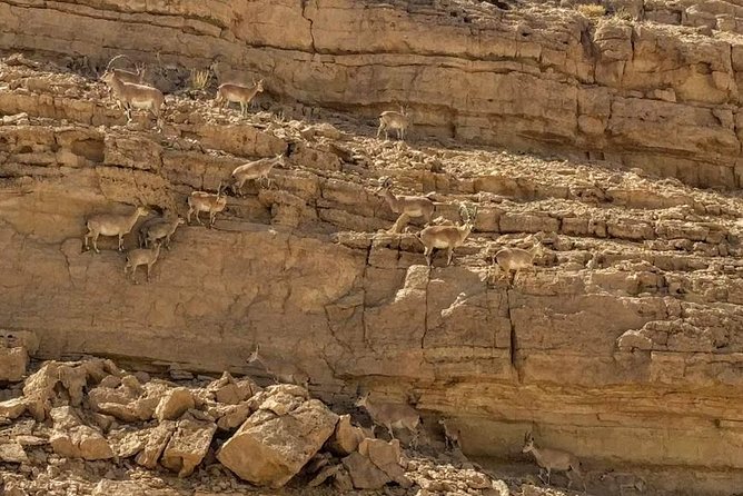 Ramon Crater Jeep Tour from Mitzpe Ramon - Stop 1: The Ramon Crater drive and the Mt. Gvanim 360 view