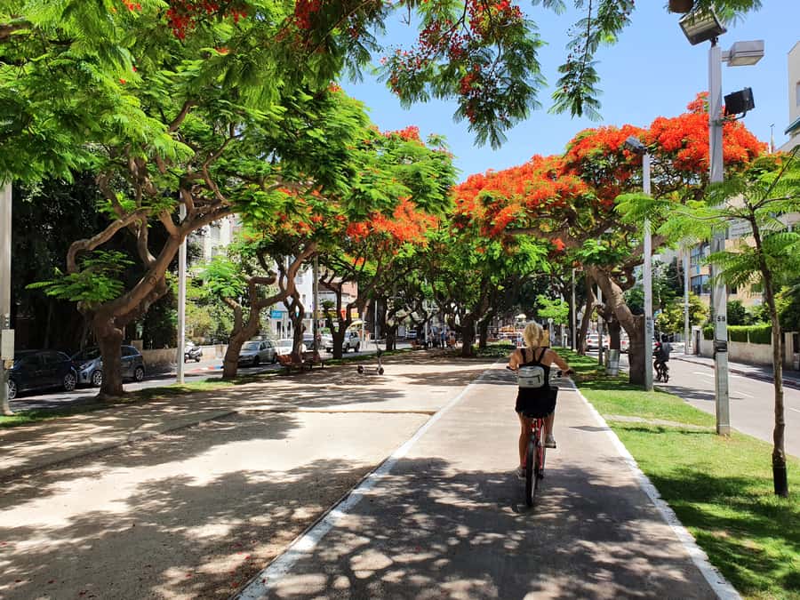 Tel Aviv 3-Hour Easy Bike Tour - Rothschild Boulevard to Rabin’s Square: big-city Tel Aviv context