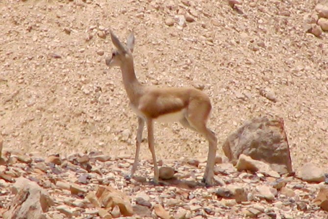 Two hour guided jeep tour in to and around the Ramon crater - Stop 2 and beyond: shade, stone, and the guide’s weather sense