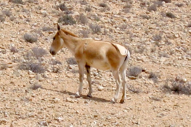 Two hour guided jeep tour in to and around the Ramon crater - Mt Gvanim: the legal way to get high